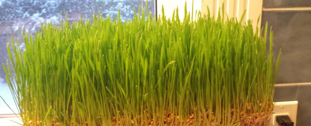 wheatgrass