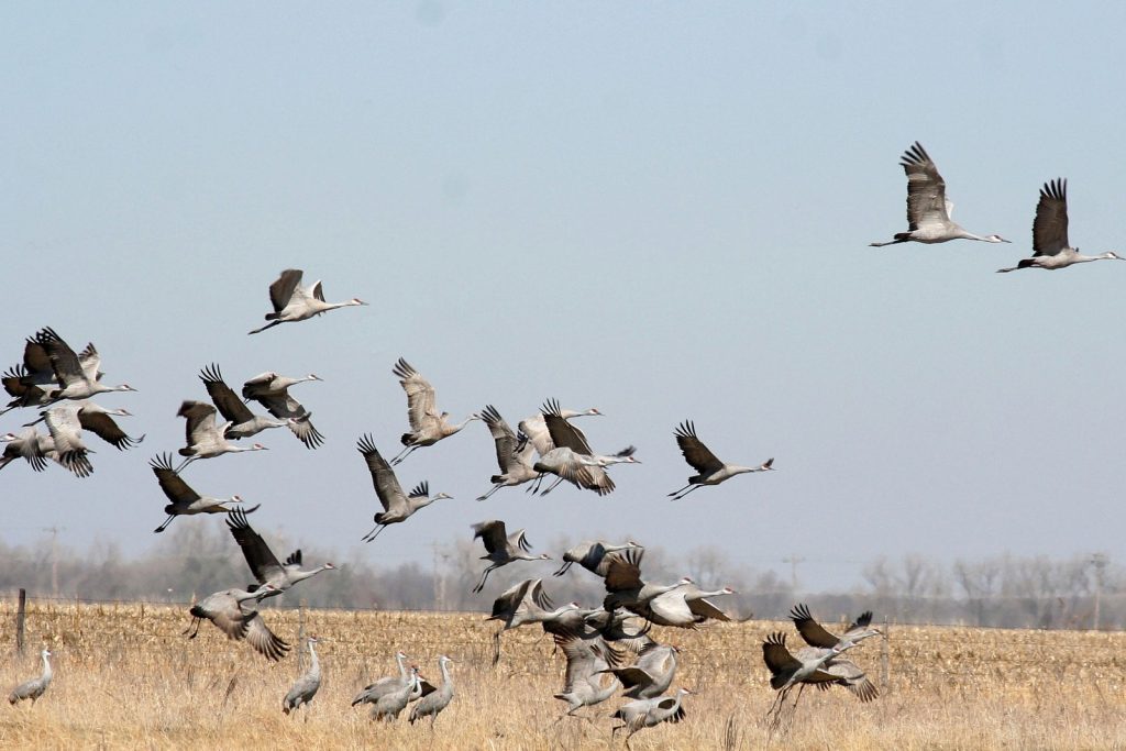 Bird Watching around Kathmandu Valley