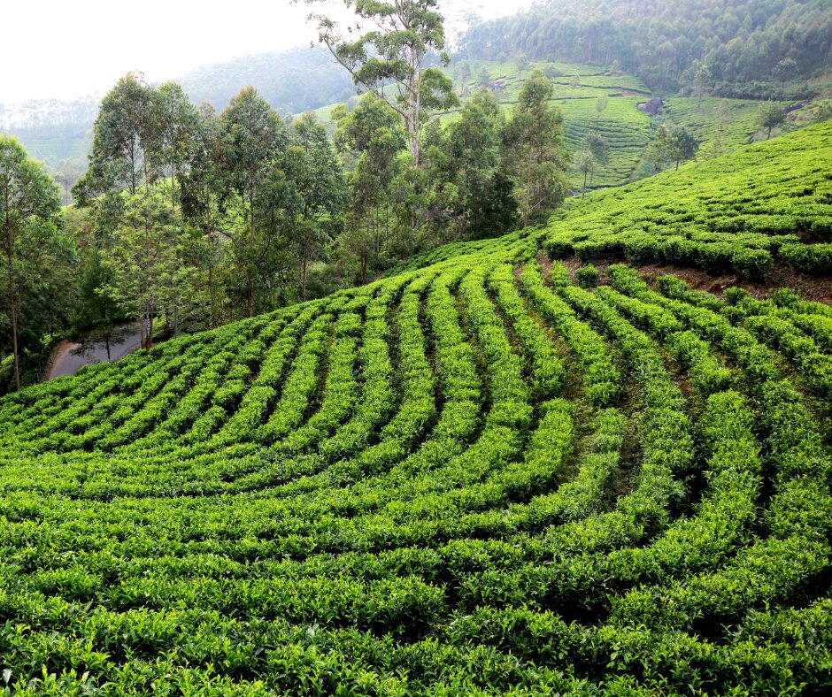 darjeeling tea plantations