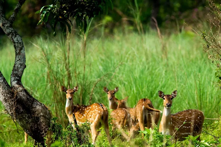 deers at chitwan