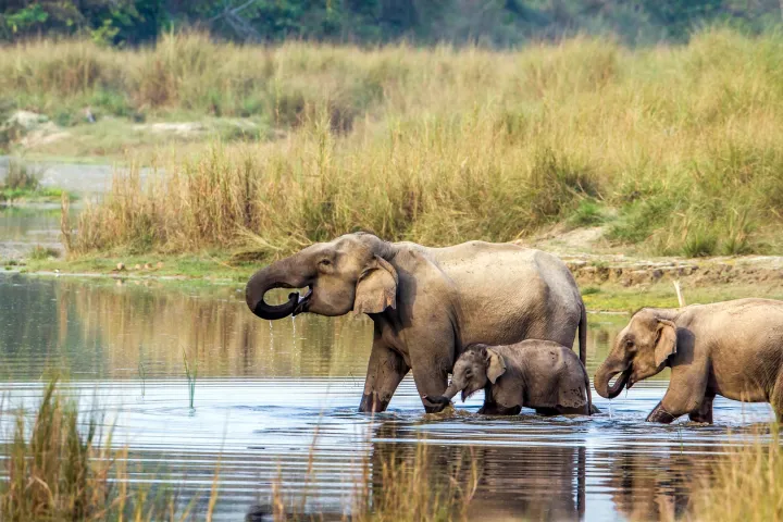 elephants in chitwan