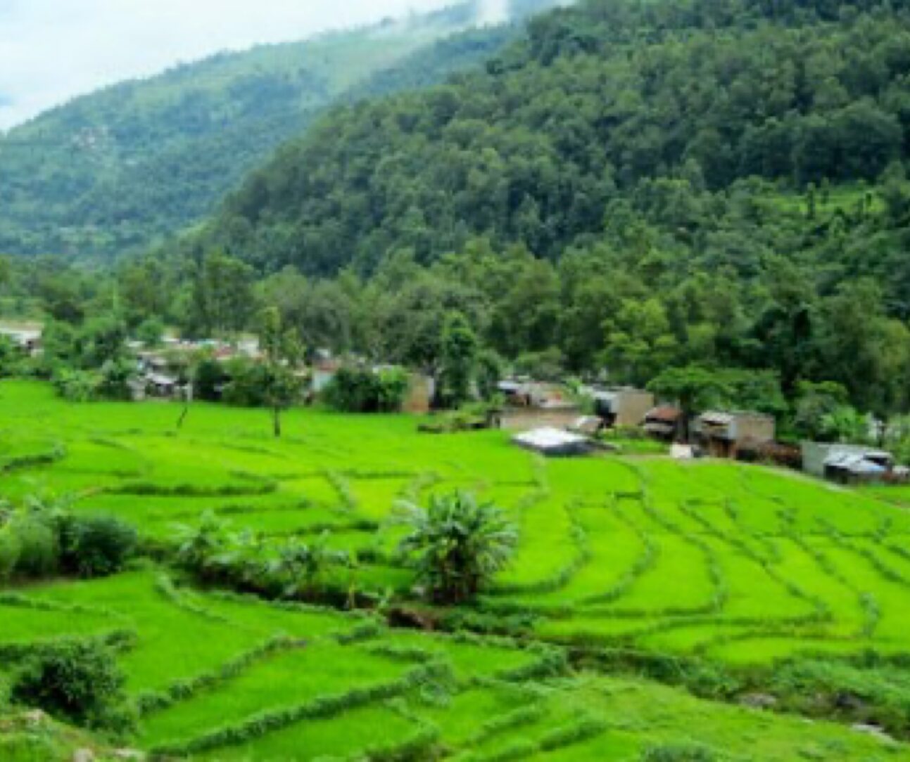 paddy fields (2)