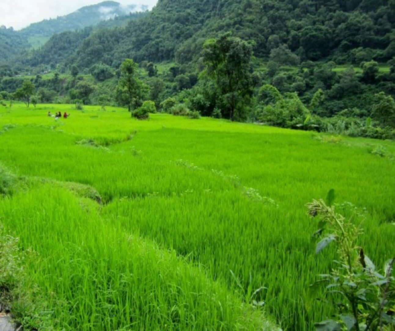 paddy fields