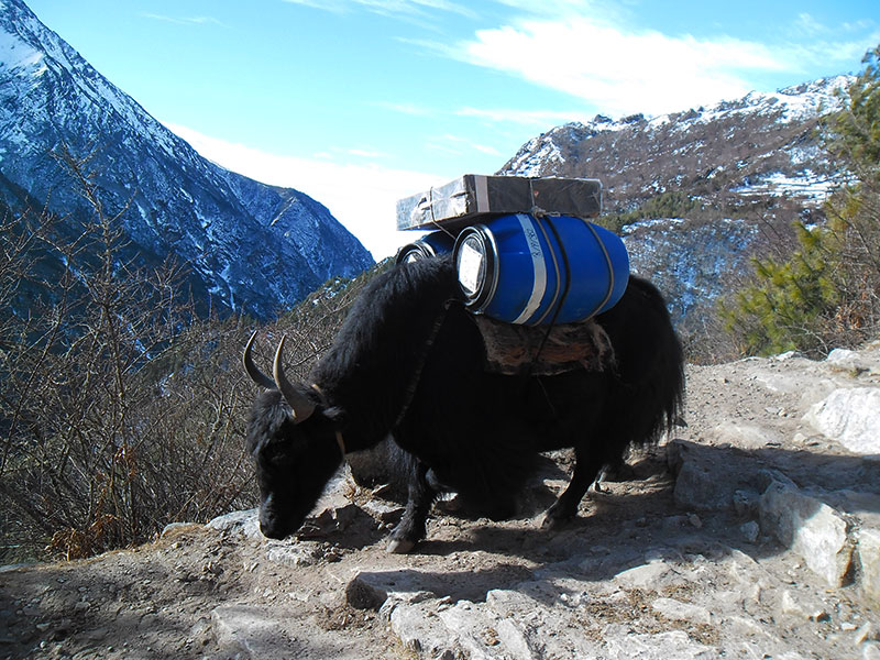 Yaks with wide load