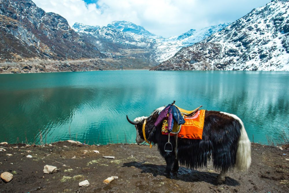 Yak rides in Sikkim