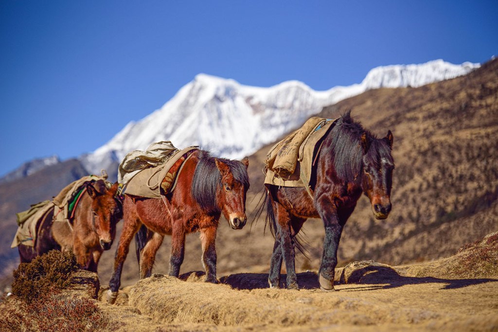 Ponies on a trek in Bhutan.