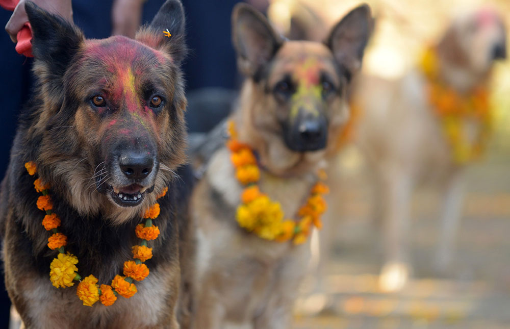 kukur tihar festival of dogs in nepal